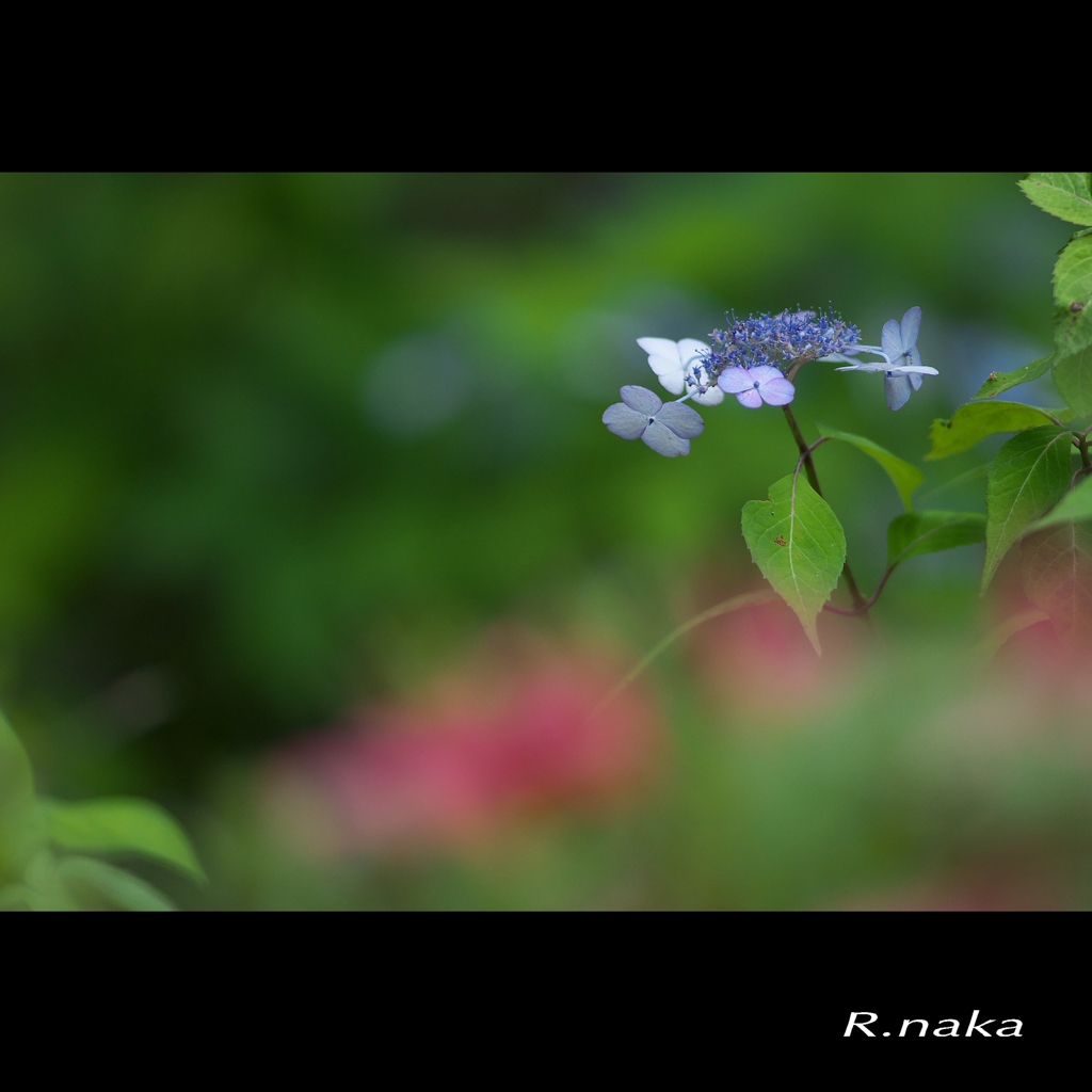 公園のアジサイ　５