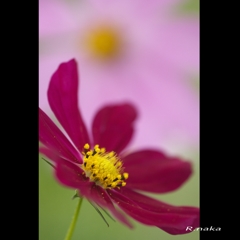 花の丘　コスモス　９　マクロ