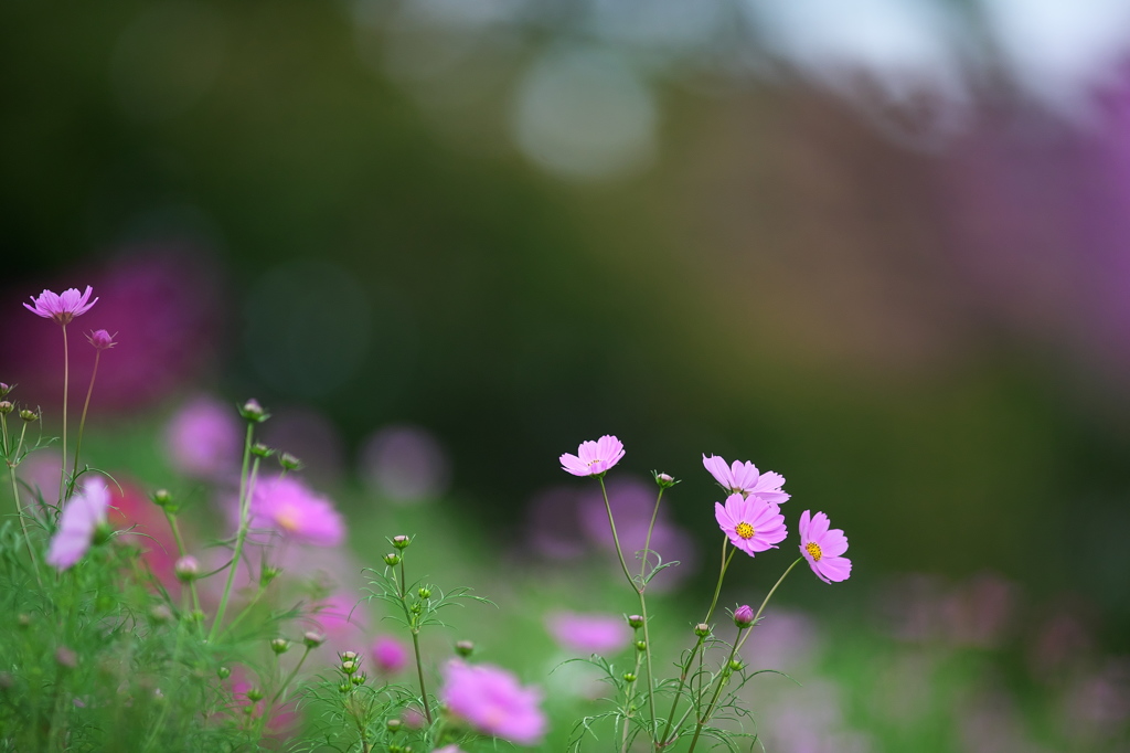 花の丘コスモス
