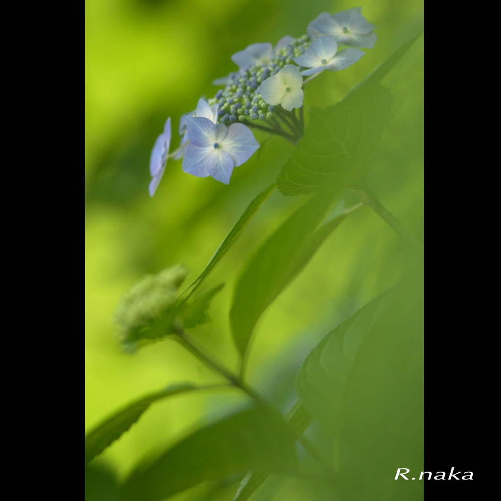 公園のアジサイ　１７