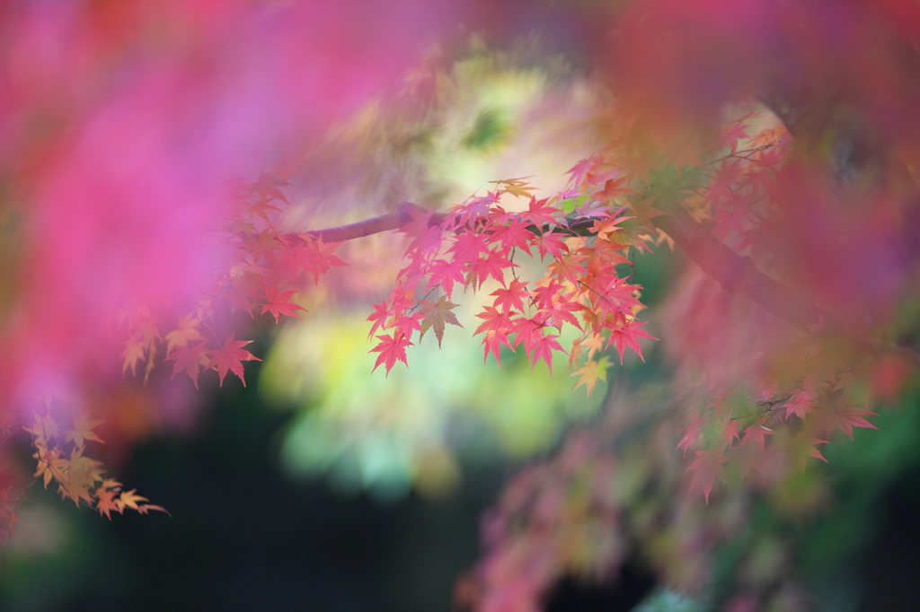 公園の紅葉