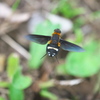 公園の飛んでる虫達