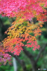 公園の紅葉　１