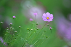 花の丘コスモス