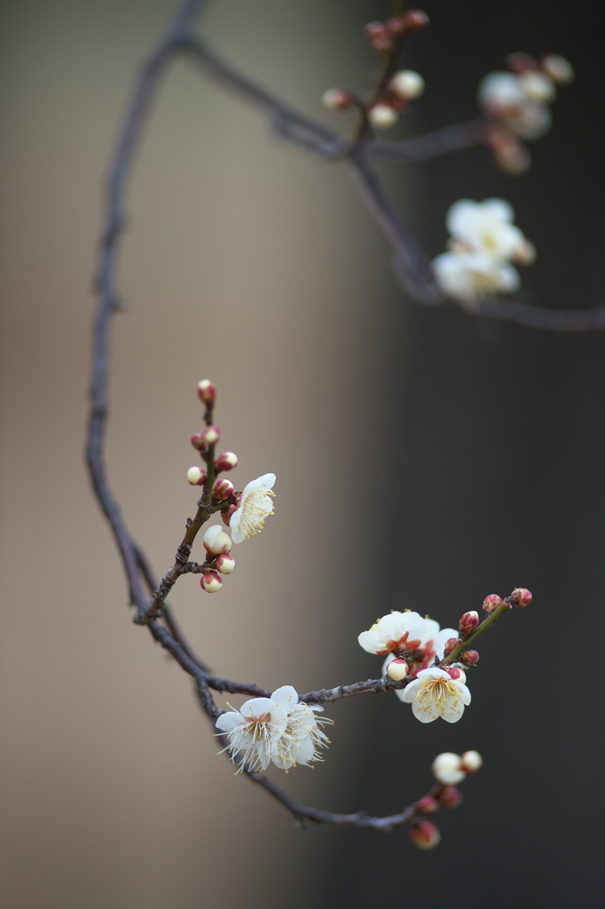 公園の梅の花　