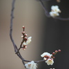 公園の梅の花　