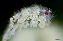 公園の花　シモツケ　４