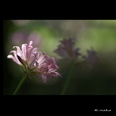 こもれびの森　２　ナツスイセン