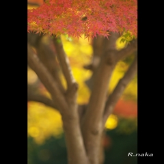 公園の紅葉　１