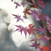 公園　３００ｍｍで紅葉