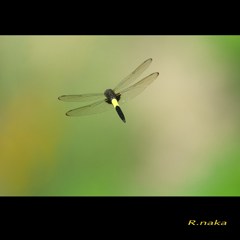 ２０１５　飛んでるトンボ　１１