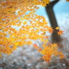 公園の紅葉を５０ｍｍで。