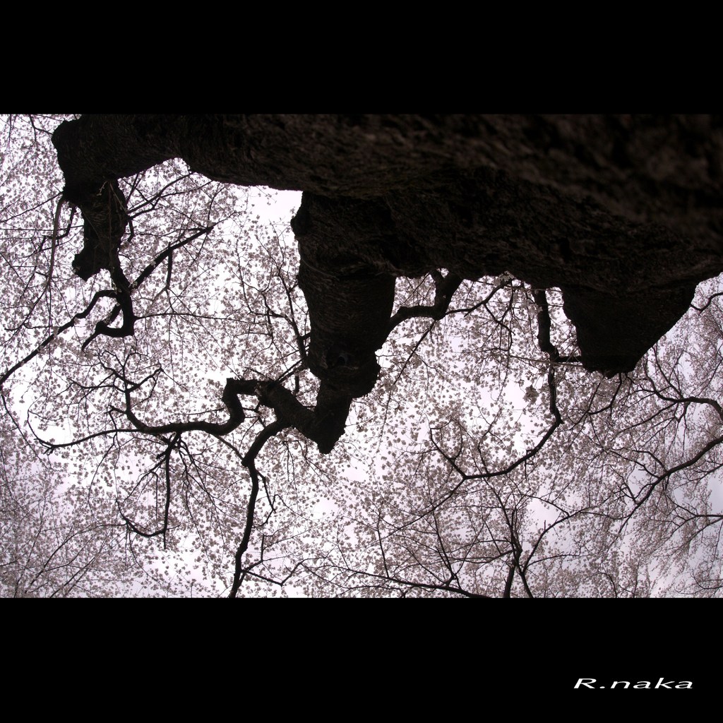 公園の桜　３