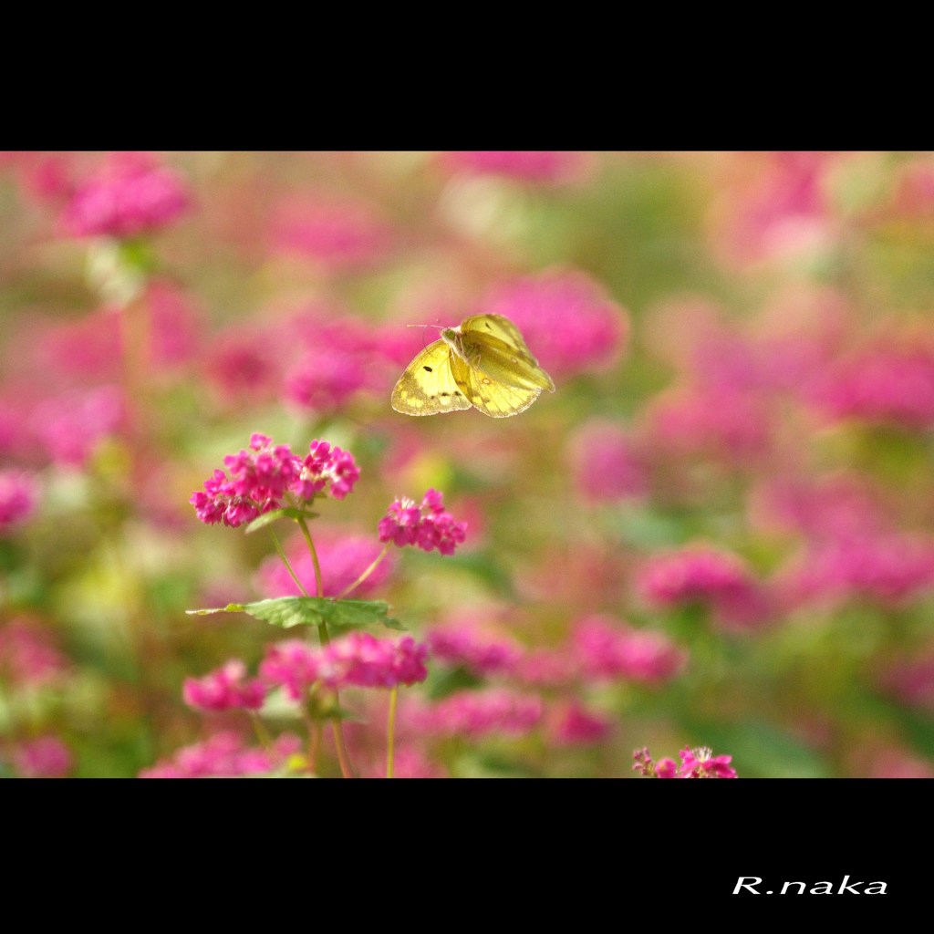 赤いそばの花　３