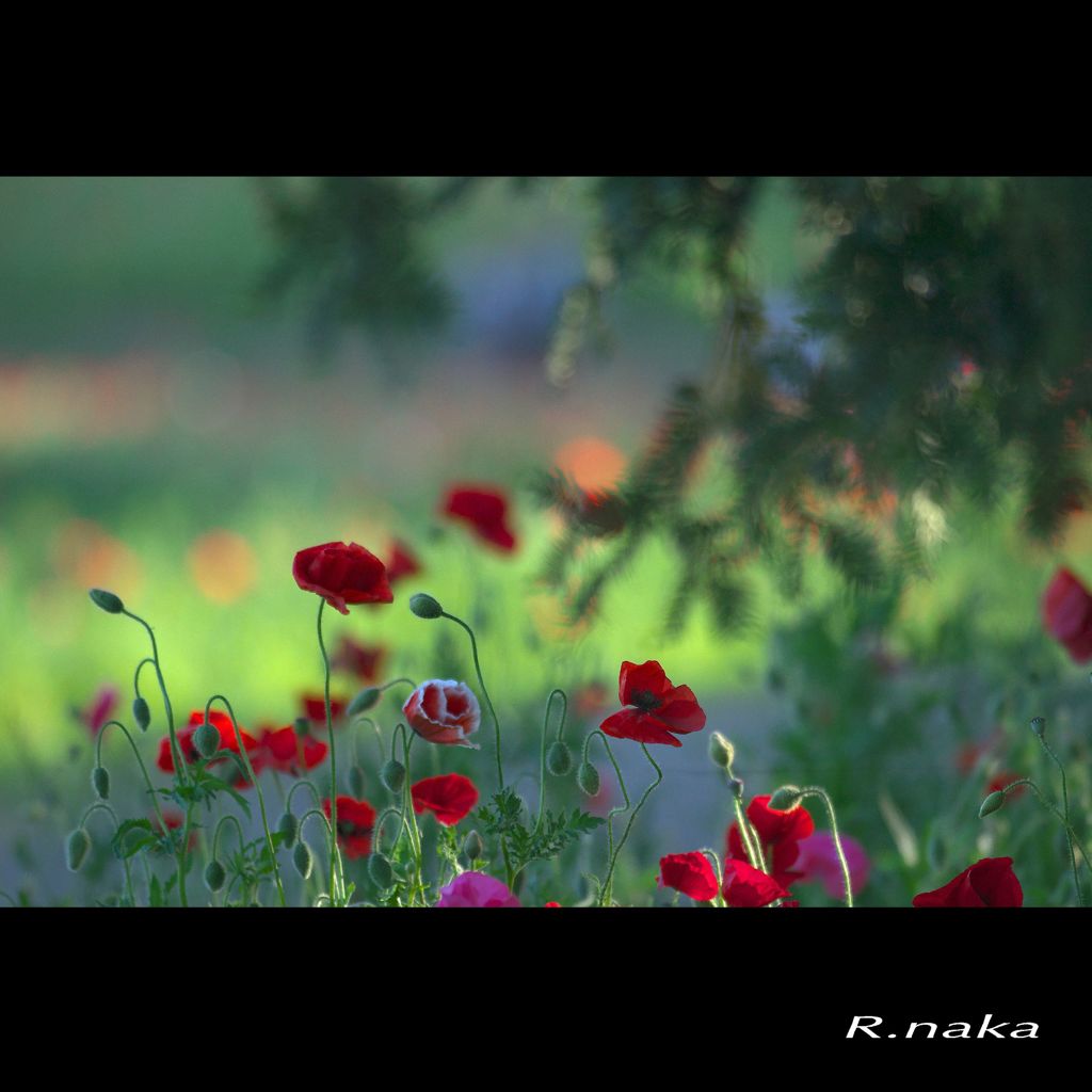 ２０１５花の丘ポピーの園　６