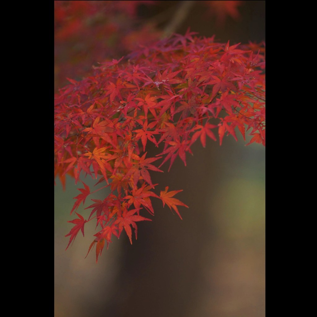 公園の紅葉　３
