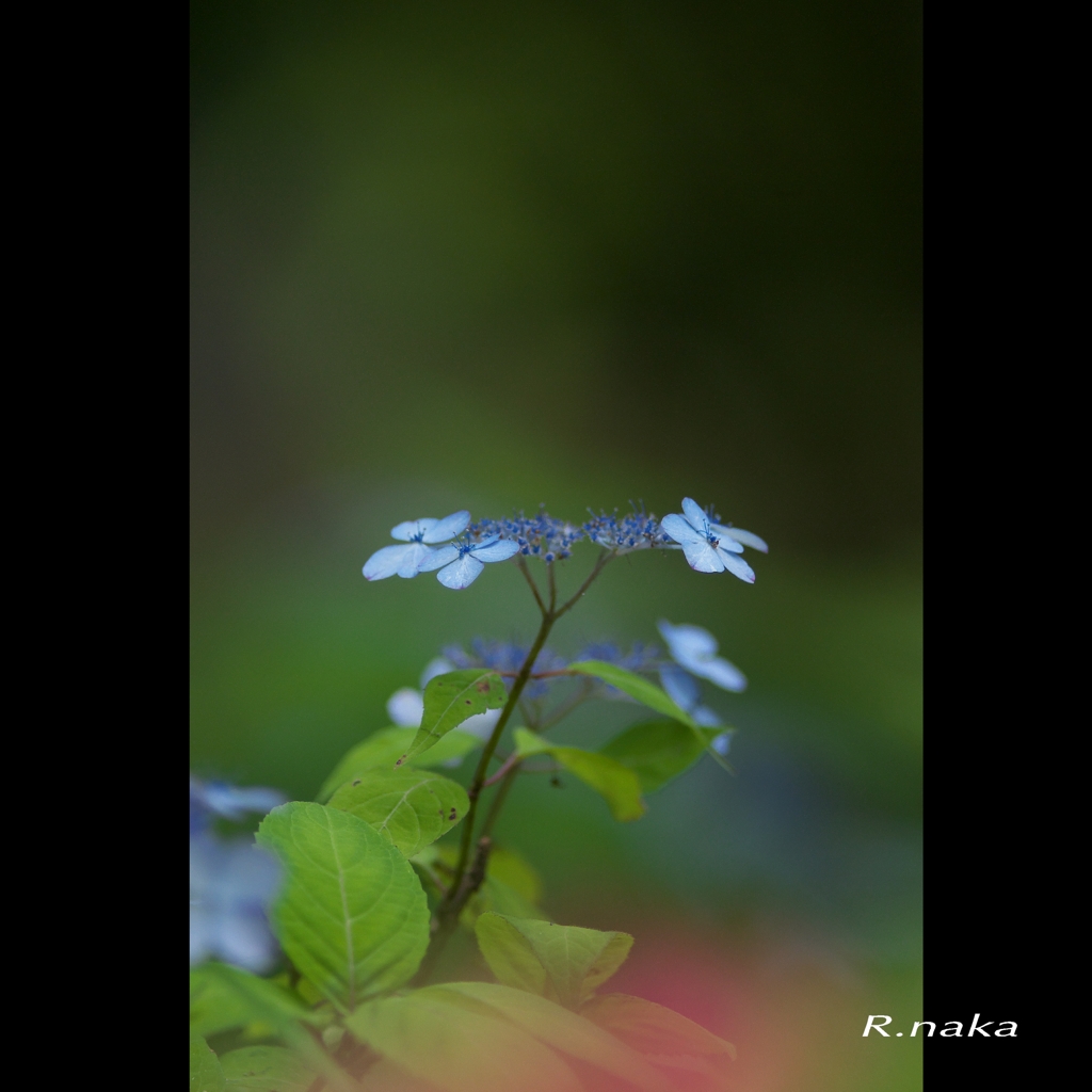 公園」のアジサイ　１０