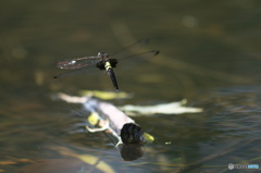 公園の虫達、散歩　６