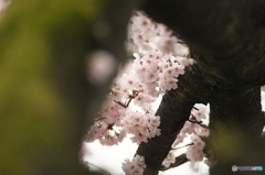 桜の花を花として撮ってみた　６