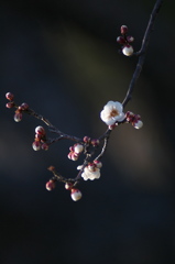 2017 公園の梅の花　３