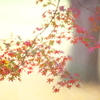公園の紅葉