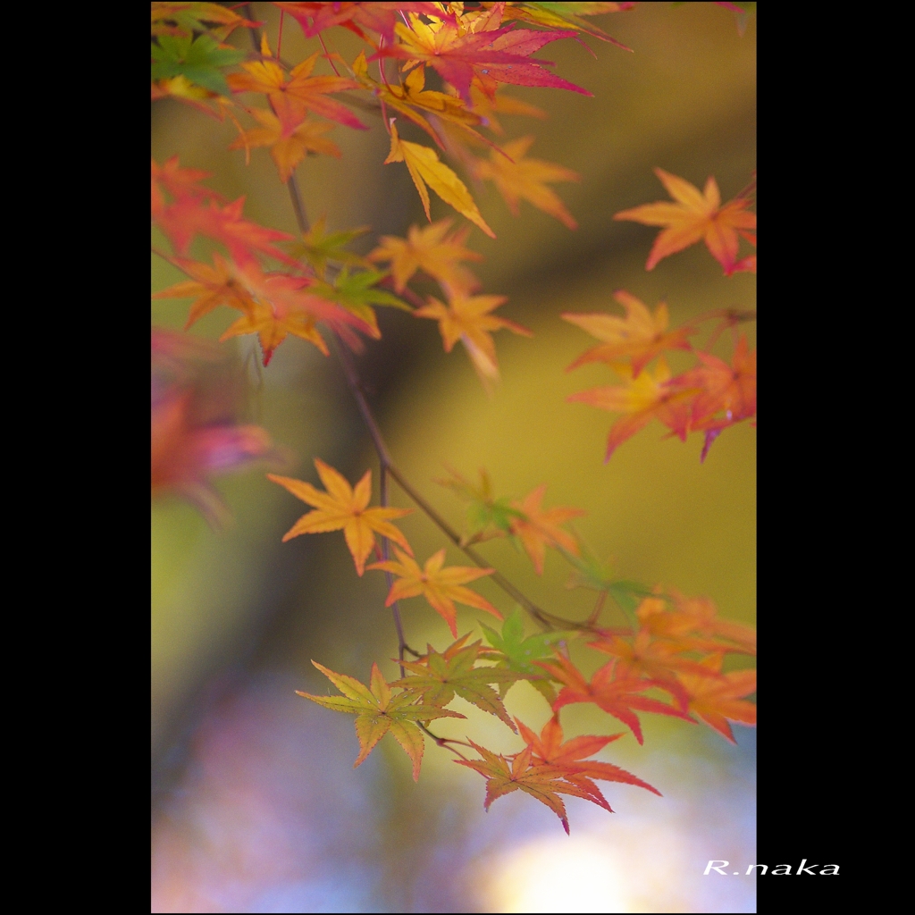 公園の紅葉　１７