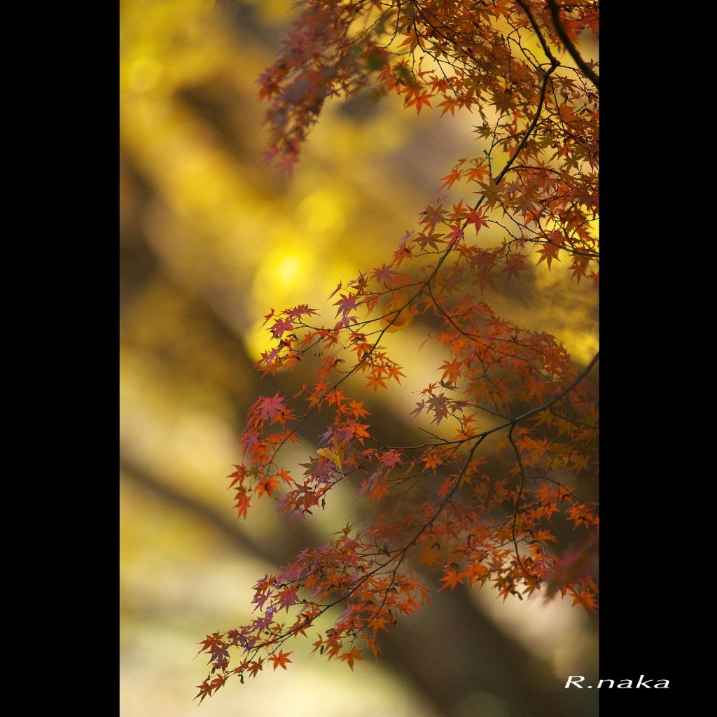 公園の紅葉　８