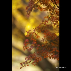 公園の紅葉　８