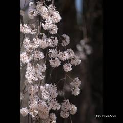 桜の花　枝垂れ桜　