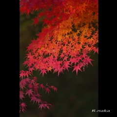 公園の紅葉　６