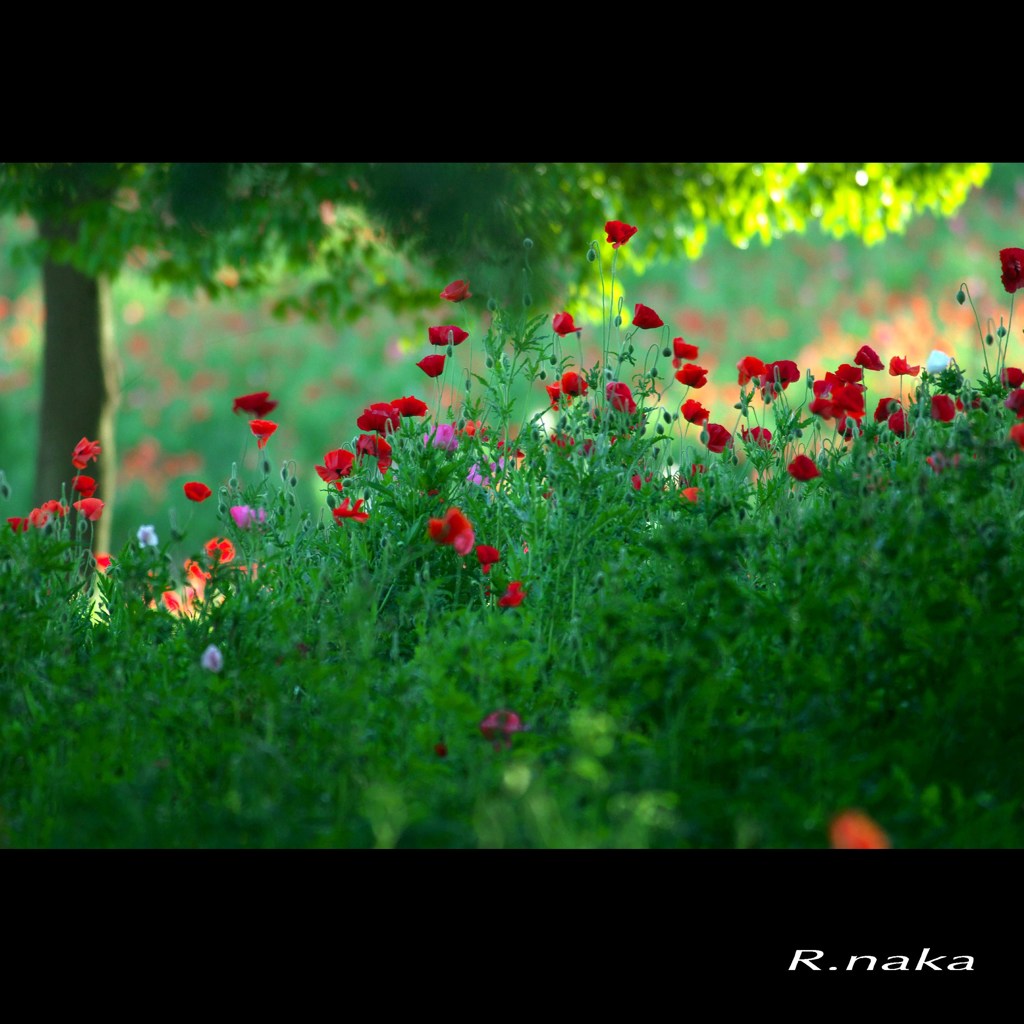 ２０１５花の丘ポピーの園　１