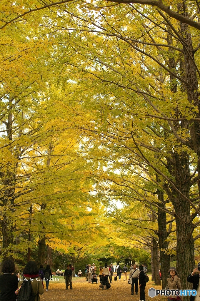 公園のイチョウ　１