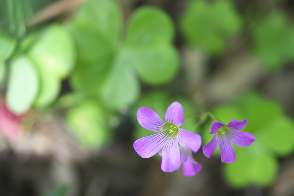 公園のお花　オキザリス