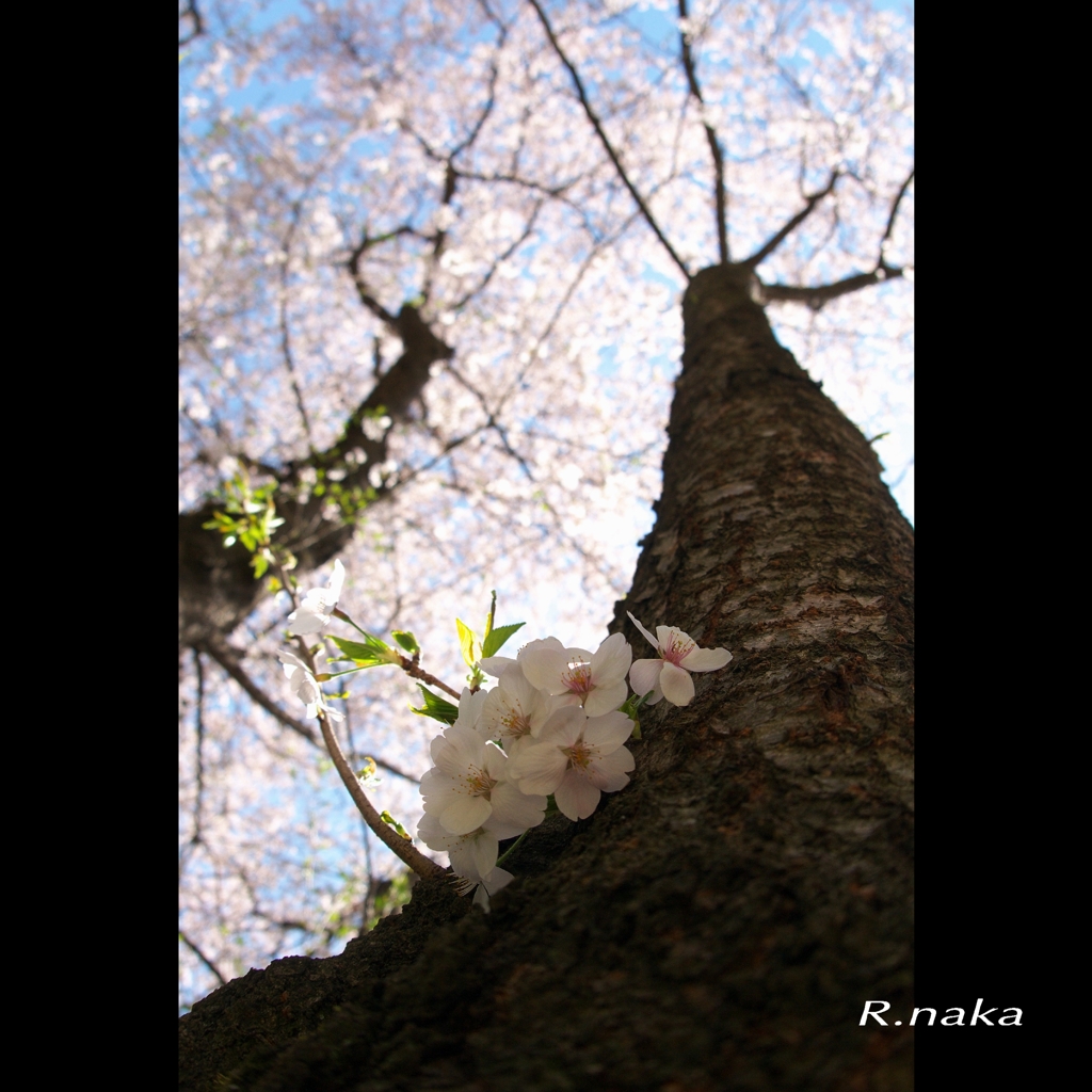 公園の桜　３