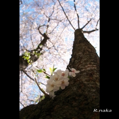 公園の桜　３