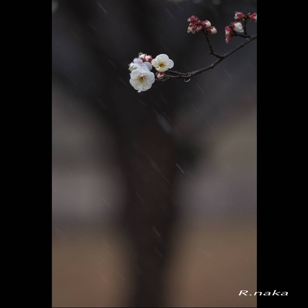 公園の梅　３　雪