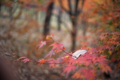 紅葉の森