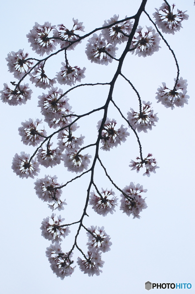 桜の花を花として撮ってみた　１６