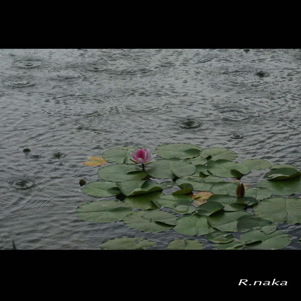 ６月の雨　１　突然の雨
