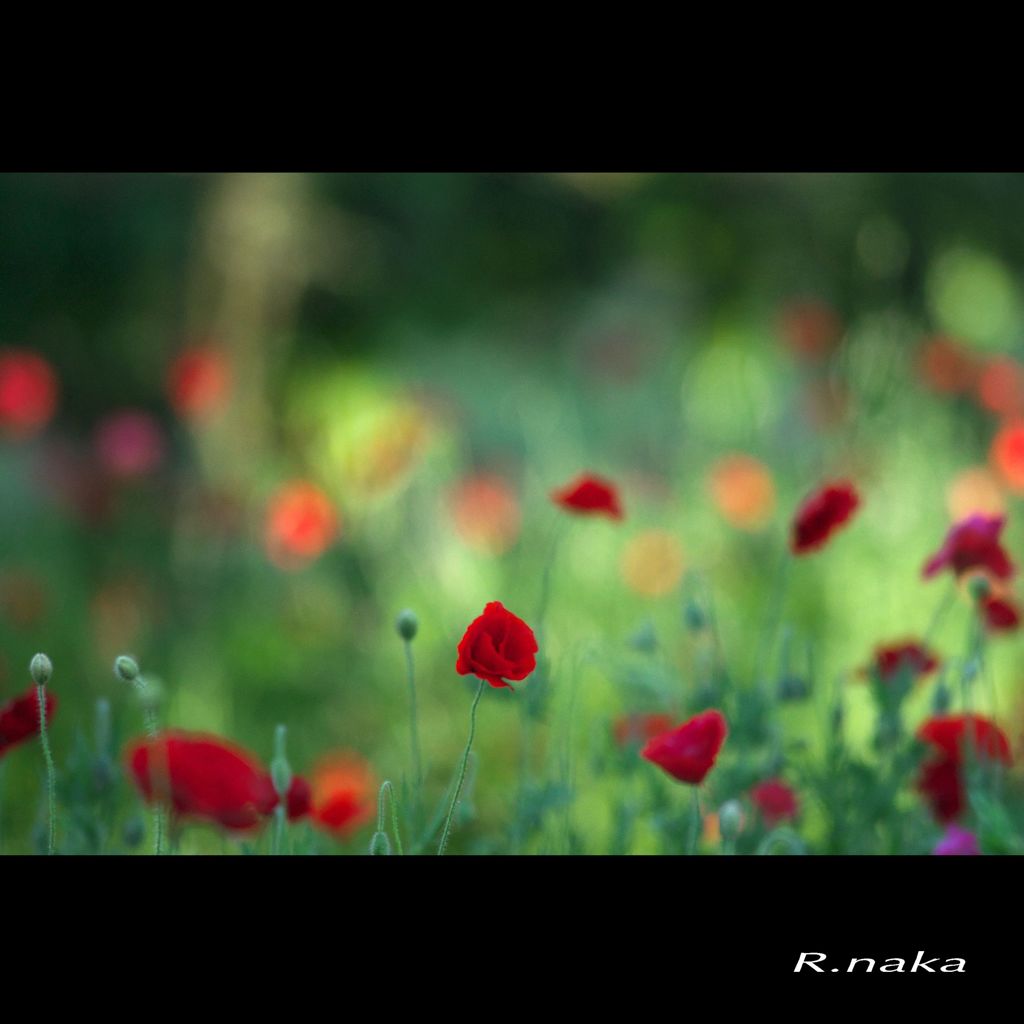 ２０１５花の丘ポピーの園　３