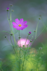 花の丘コスモス