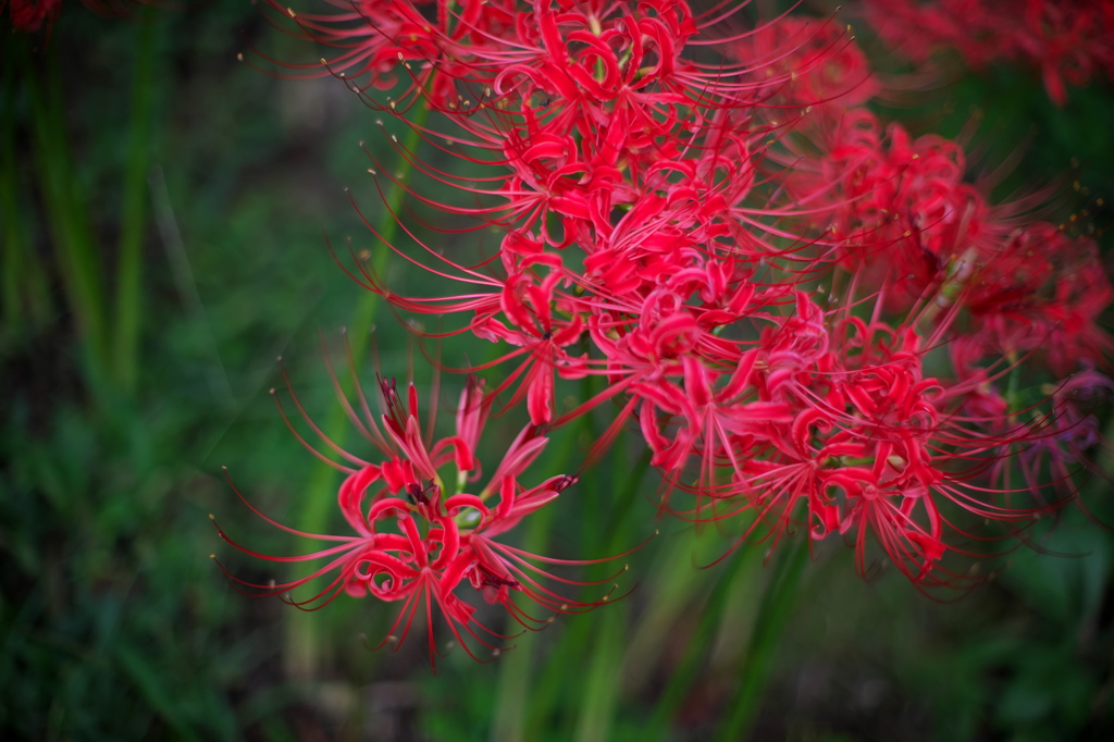 ５０ｍｍで彼岸花