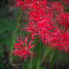 ５０ｍｍで彼岸花