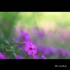 春の花　８