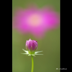 花の丘　コスモス　３　マクロ表現　