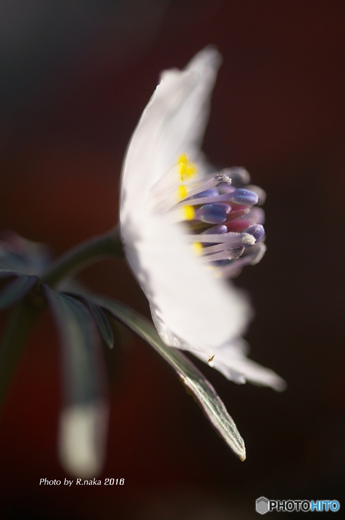 公園の花　セツブン草