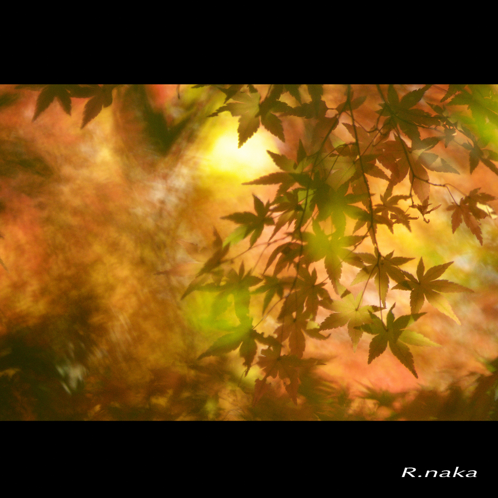公園の紅葉　１６