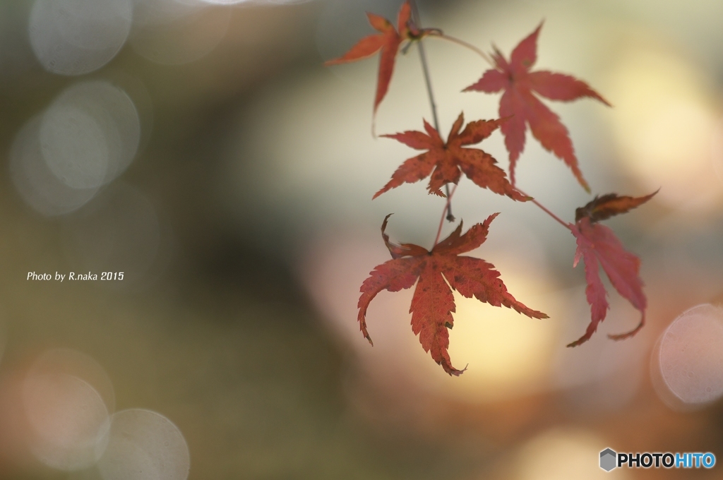 公園はじめての紅葉　２