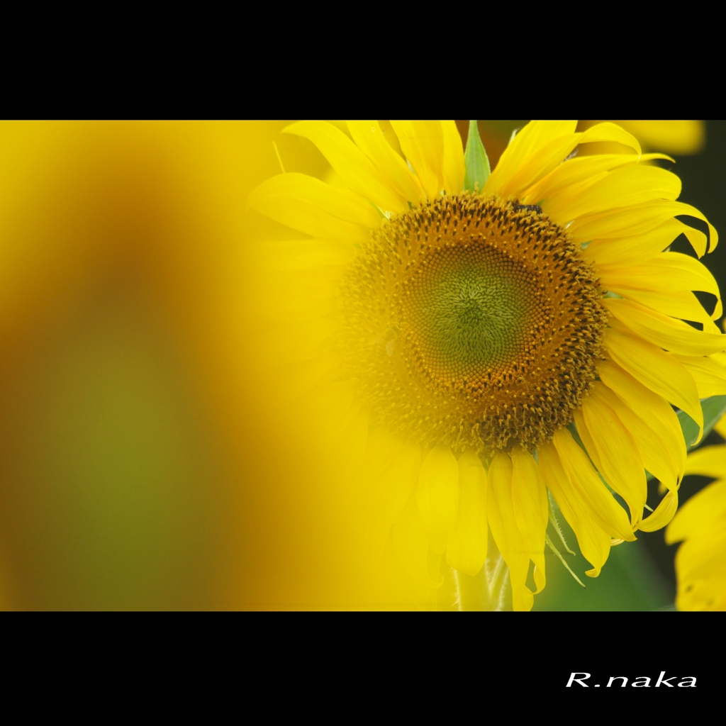 公園のひまわり　６