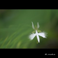 公園のサギ草　２